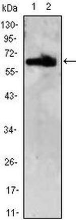 ThPOK Antibody in Western Blot (WB)