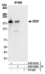 ZEB1 Antibody in Western Blot (WB)