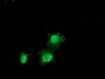 ZFAND2B Antibody in Immunocytochemistry (ICC/IF)