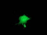 ZFP36 Antibody in Immunocytochemistry (ICC/IF)