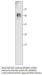 Zika Virus NS1 Antibody in Western Blot (WB)