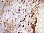 ZNF35 Antibody in Immunohistochemistry (Paraffin) (IHC (P))