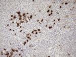 ZNF35 Antibody in Immunohistochemistry (Paraffin) (IHC (P))