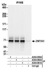 ZNF503 Antibody in Western Blot (WB)