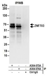 ZNF703 Antibody in Immunoprecipitation (IP)