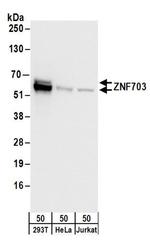 ZNF703 Antibody in Western Blot (WB)