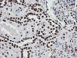 ZSCAN18 Antibody in Immunohistochemistry (Paraffin) (IHC (P))