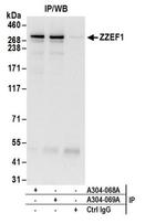 ZZEF1 Antibody in Immunoprecipitation (IP)