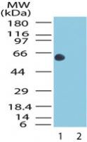 HSP60 Antibody in Western Blot (WB)