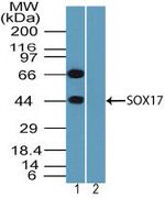 SOX17 Antibody in Western Blot (WB)