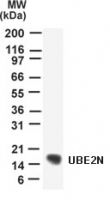 UBC13 Antibody in Western Blot (WB)