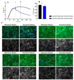 beta Catenin Antibody in Immunocytochemistry (ICC/IF)