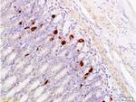 Gastrin Releasing Peptide Antibody in Immunohistochemistry (Paraffin) (IHC (P))