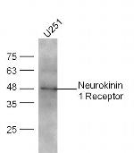 Neurokinin 1 Receptor Antibody in Western Blot (WB)