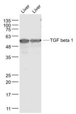 TGF beta 1 Antibody in Western Blot (WB)