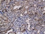 bFGF Antibody in Immunohistochemistry (Paraffin) (IHC (P))