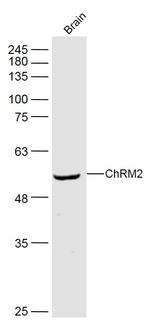 ChRM2 Antibody in Western Blot (WB)
