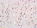 MAG Antibody in Immunohistochemistry (Paraffin) (IHC (P))