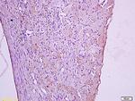 Dnmt3 Beta Antibody in Immunohistochemistry (Paraffin) (IHC (P))