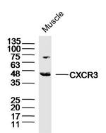 CXCR3 Antibody in Western Blot (WB)