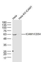 ICAM1 Antibody in Western Blot (WB)