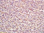 FGF8 Antibody in Immunohistochemistry (Paraffin) (IHC (P))