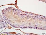 FGF8 Antibody in Immunohistochemistry (Paraffin) (IHC (P))