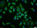 Vimentin Antibody in Immunocytochemistry (ICC/IF)