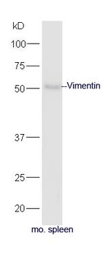 Vimentin Antibody in Western Blot (WB)