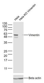 Vimentin Antibody in Western Blot (WB)