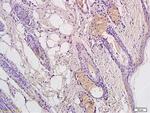 CD4 Antibody in Immunohistochemistry (Paraffin) (IHC (P))