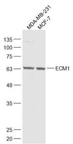 ECM1 Antibody in Western Blot (WB)