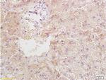 Resistin Antibody in Immunohistochemistry (Paraffin) (IHC (P))