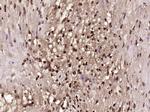 BRCA1 Antibody in Immunohistochemistry (Paraffin) (IHC (P))