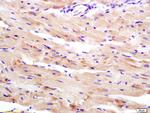 WDR26 Antibody in Immunohistochemistry (Paraffin) (IHC (P))