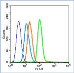 Phospho-NFKB p65 (Ser536) Antibody in Flow Cytometry (Flow)