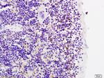 MMP-20 Antibody in Immunohistochemistry (Paraffin) (IHC (P))