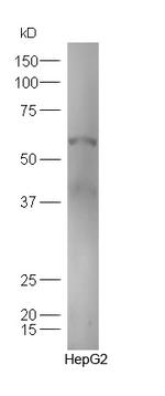 TXA2R Antibody in Western Blot (WB)