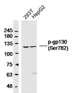 Phospho-gp130 (Ser782) Antibody in Western Blot (WB)