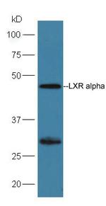 LXR alpha + LXR beta Antibody in Western Blot (WB)