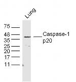 Caspase-1 p20 Antibody in Western Blot (WB)