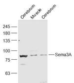 Sema3A Antibody in Western Blot (WB)