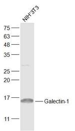 Galectin-1 Antibody in Western Blot (WB)