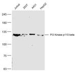 PI3 Kinase p110 beta Antibody in Western Blot (WB)