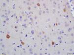 NF-H Antibody in Immunohistochemistry (Paraffin) (IHC (P))