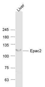 Epac2 Antibody in Western Blot (WB)