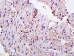 CD36 Antibody in Immunohistochemistry (Paraffin) (IHC (P))