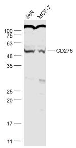 CD276/B7H3 Antibody in Western Blot (WB)