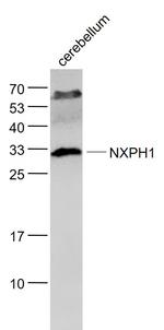 NXPH1 Antibody in Western Blot (WB)