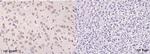 MOBP Antibody in Immunohistochemistry (Paraffin) (IHC (P))